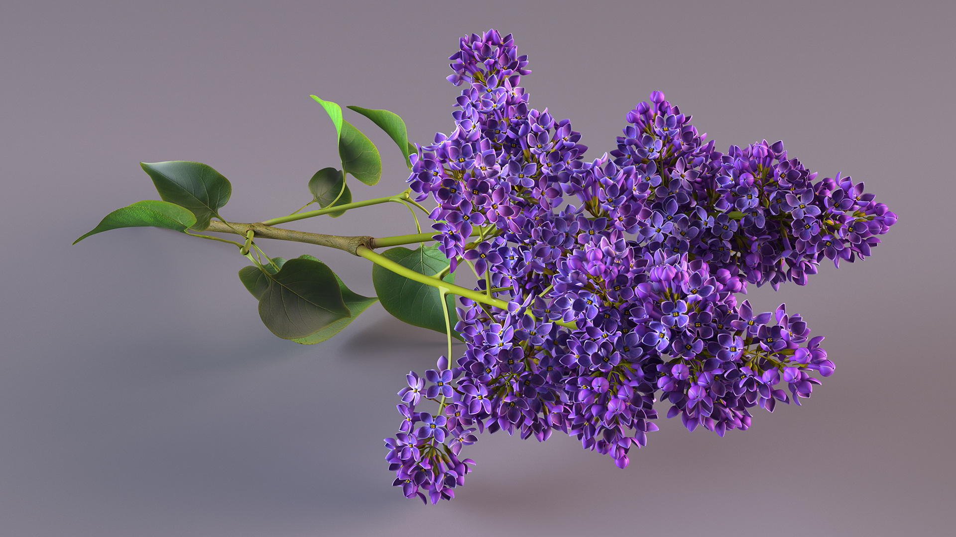 Common Lilac Syringa Vulgaris 3D model