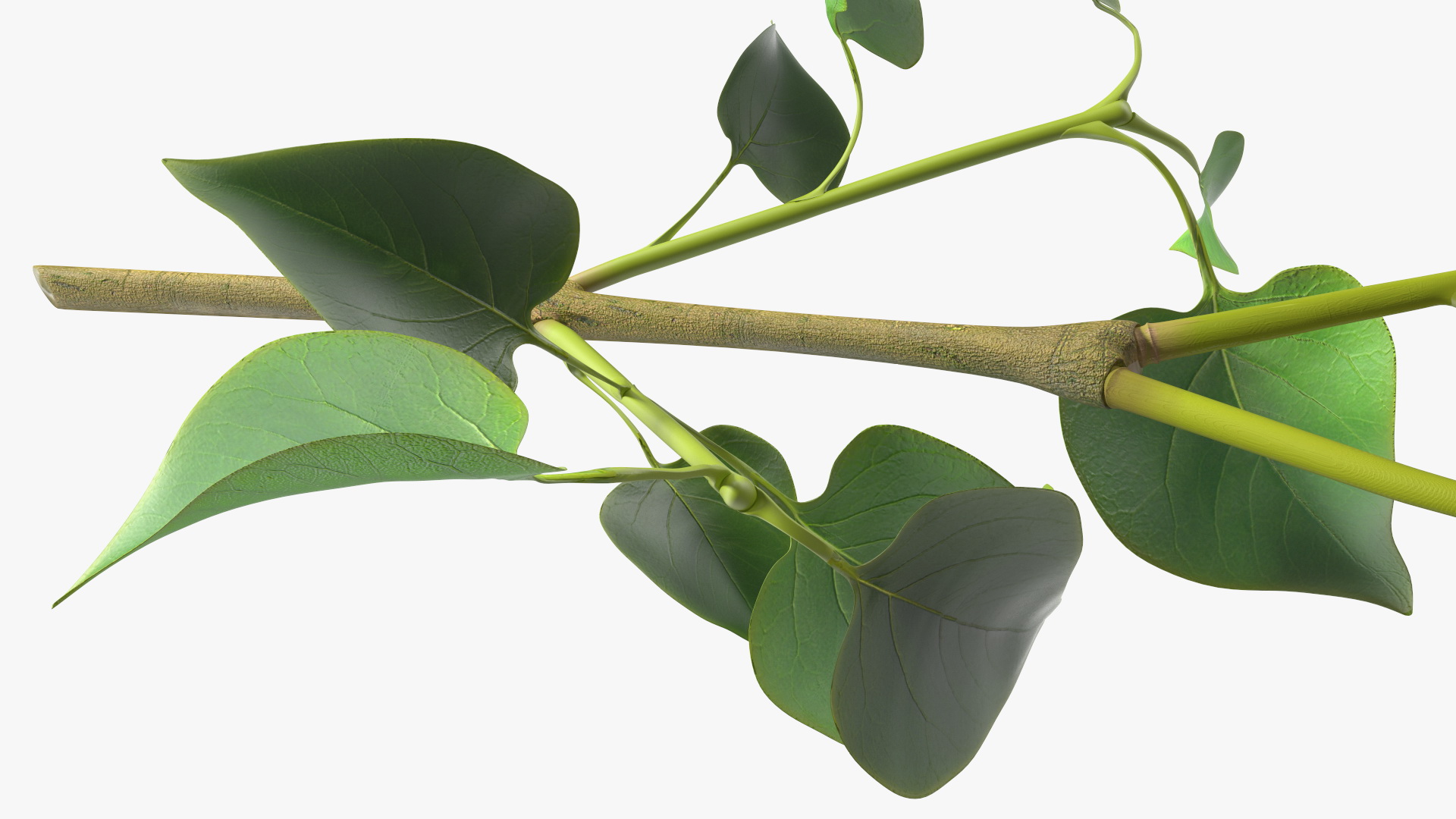 Common Lilac Syringa Vulgaris 3D model