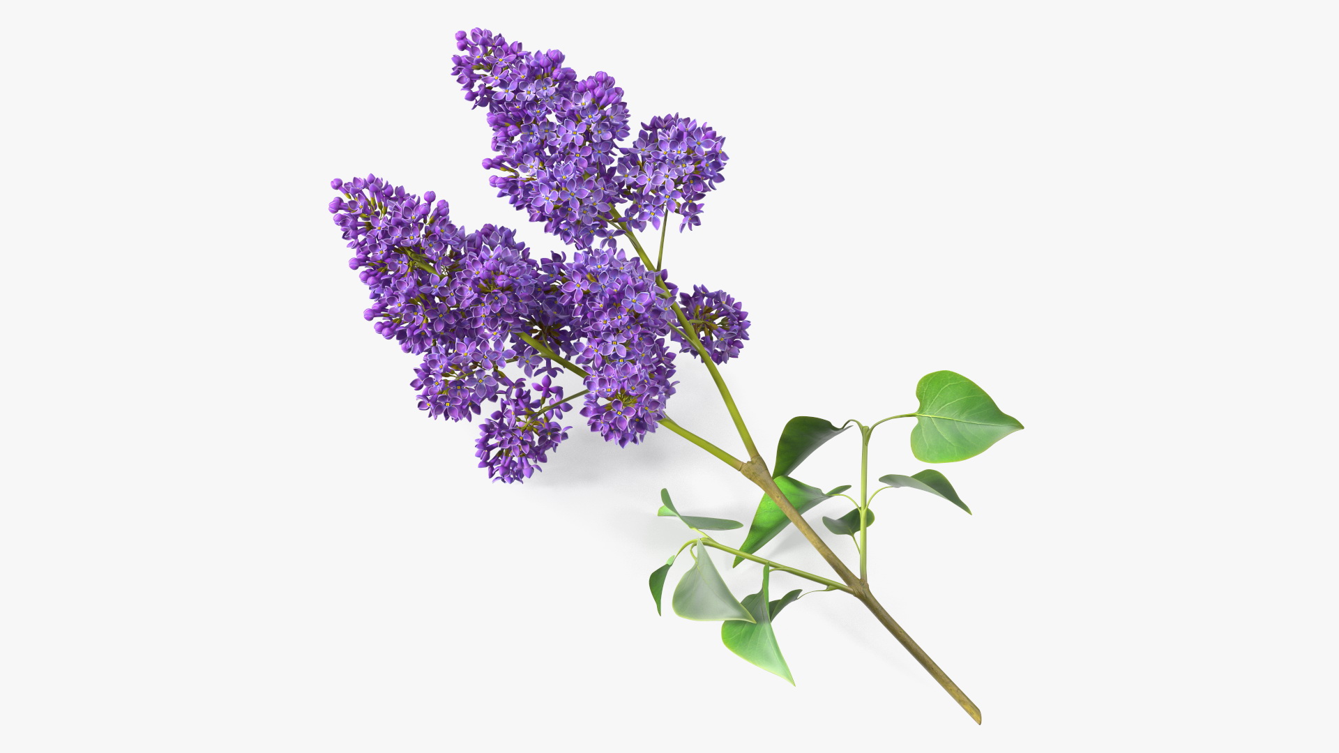 Common Lilac Syringa Vulgaris 3D model