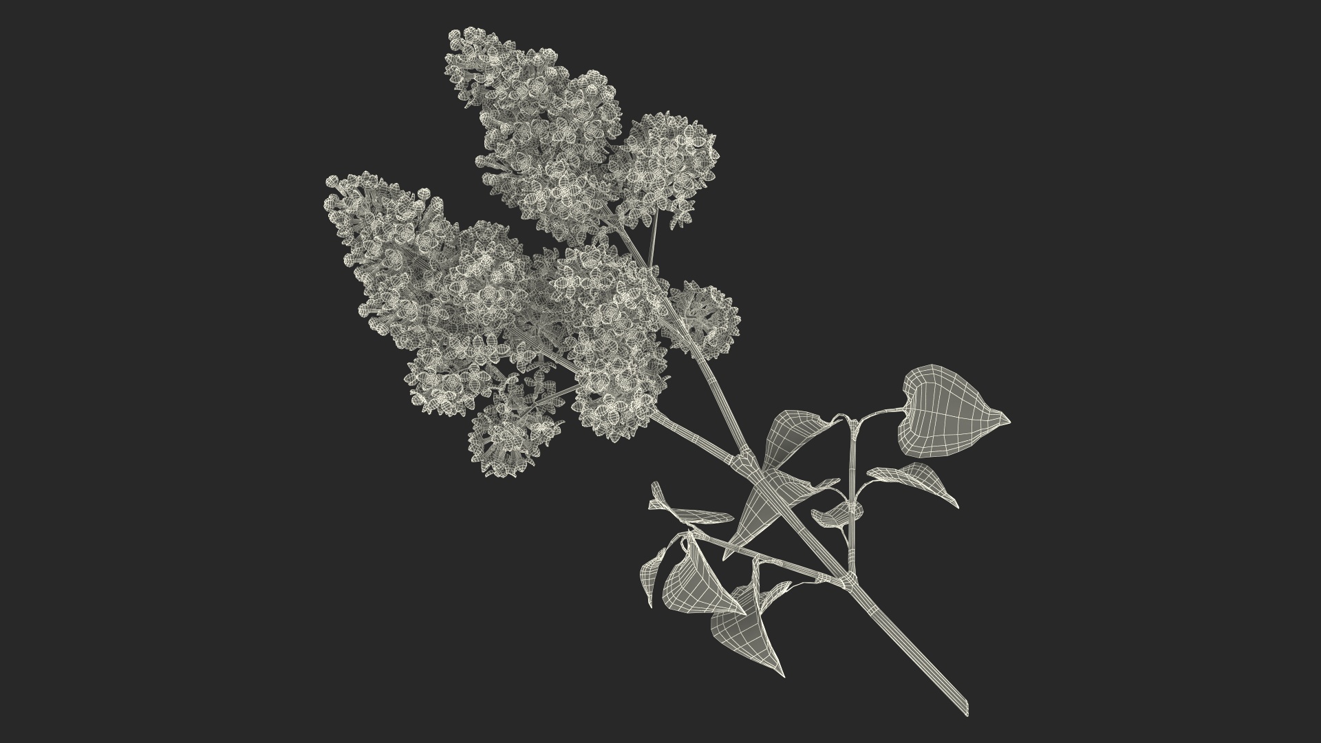 Common Lilac Syringa Vulgaris 3D model