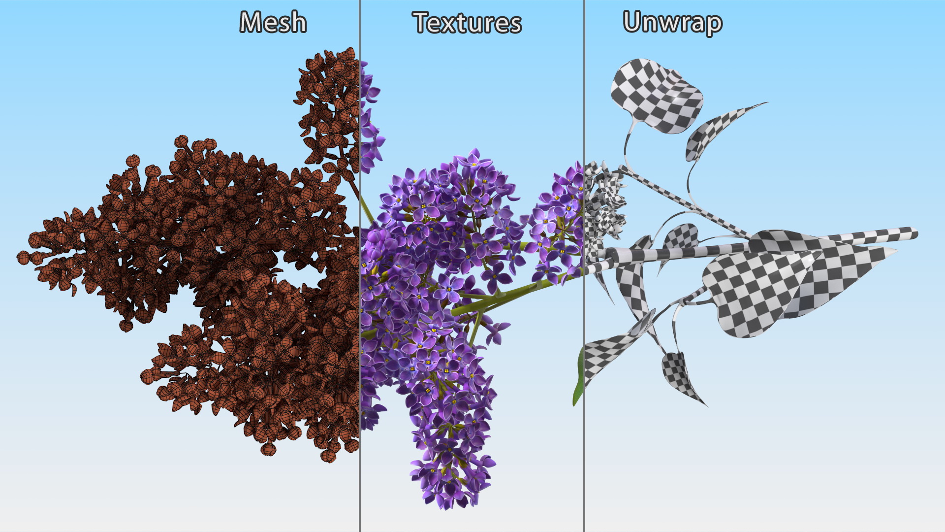 Common Lilac Syringa Vulgaris 3D model