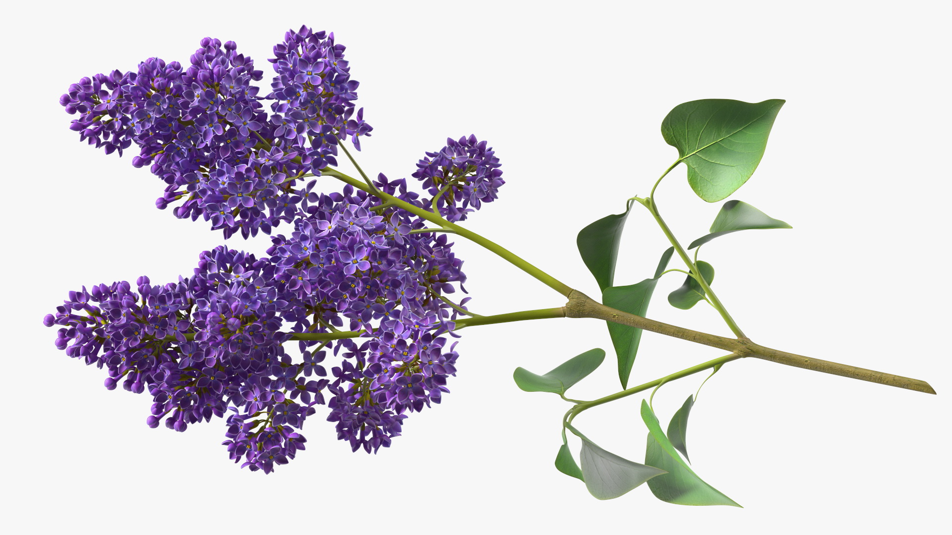 Common Lilac Syringa Vulgaris 3D model