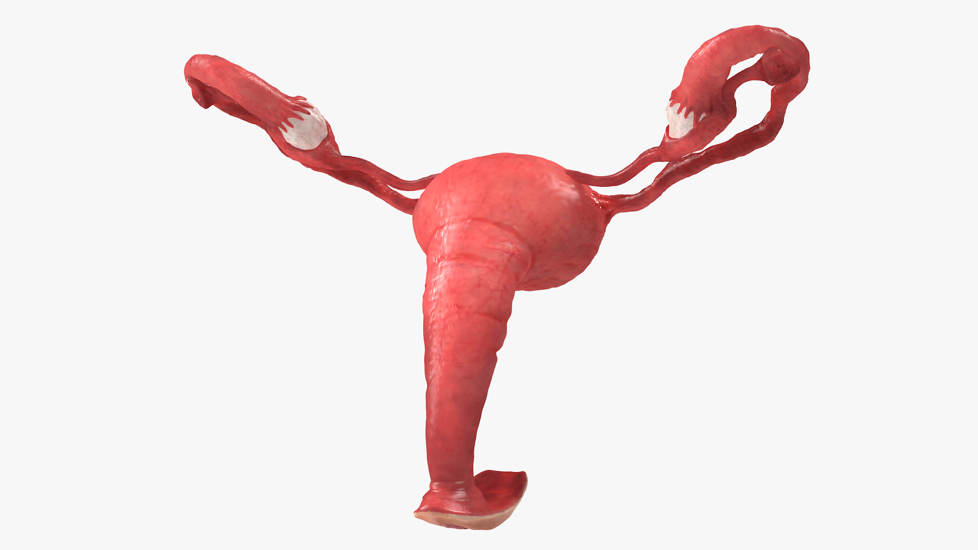 Uterus Anatomy 3D model