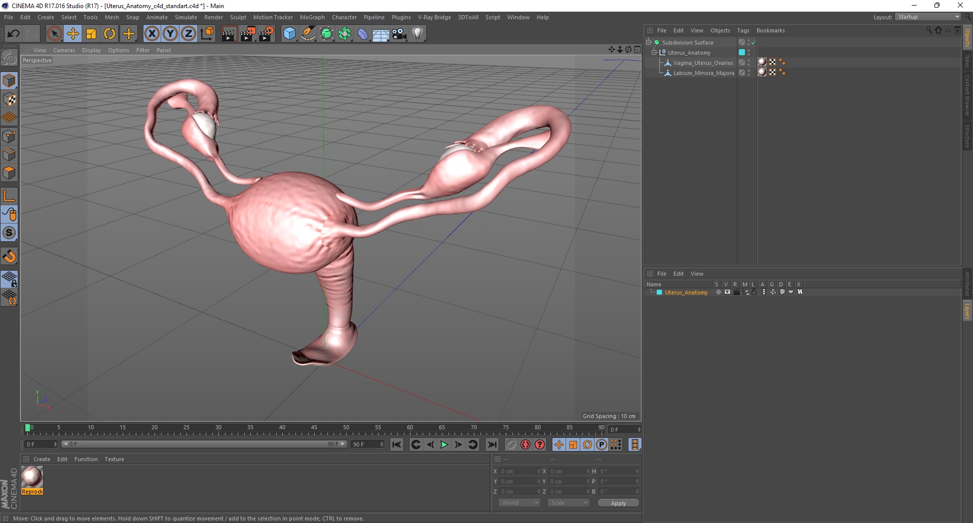 Uterus Anatomy 3D model