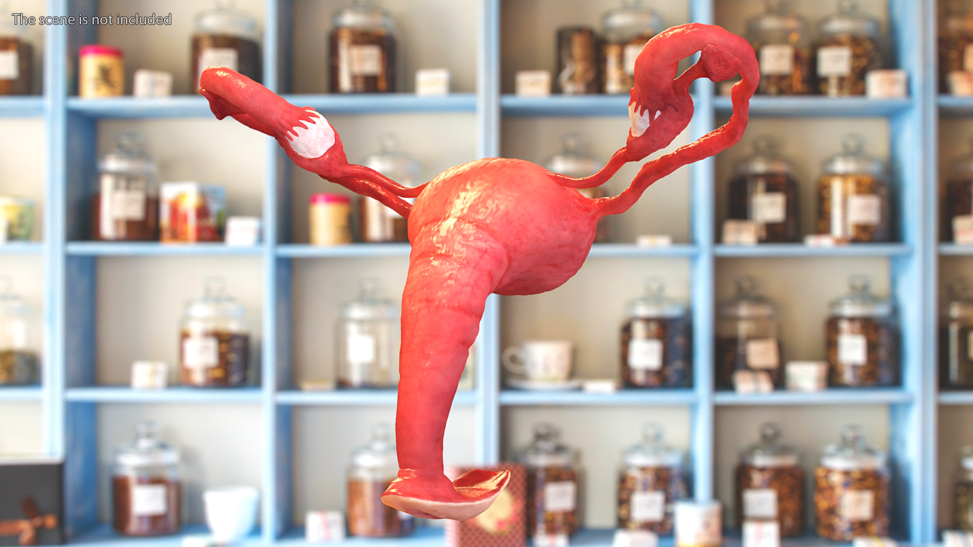 Uterus Anatomy 3D model