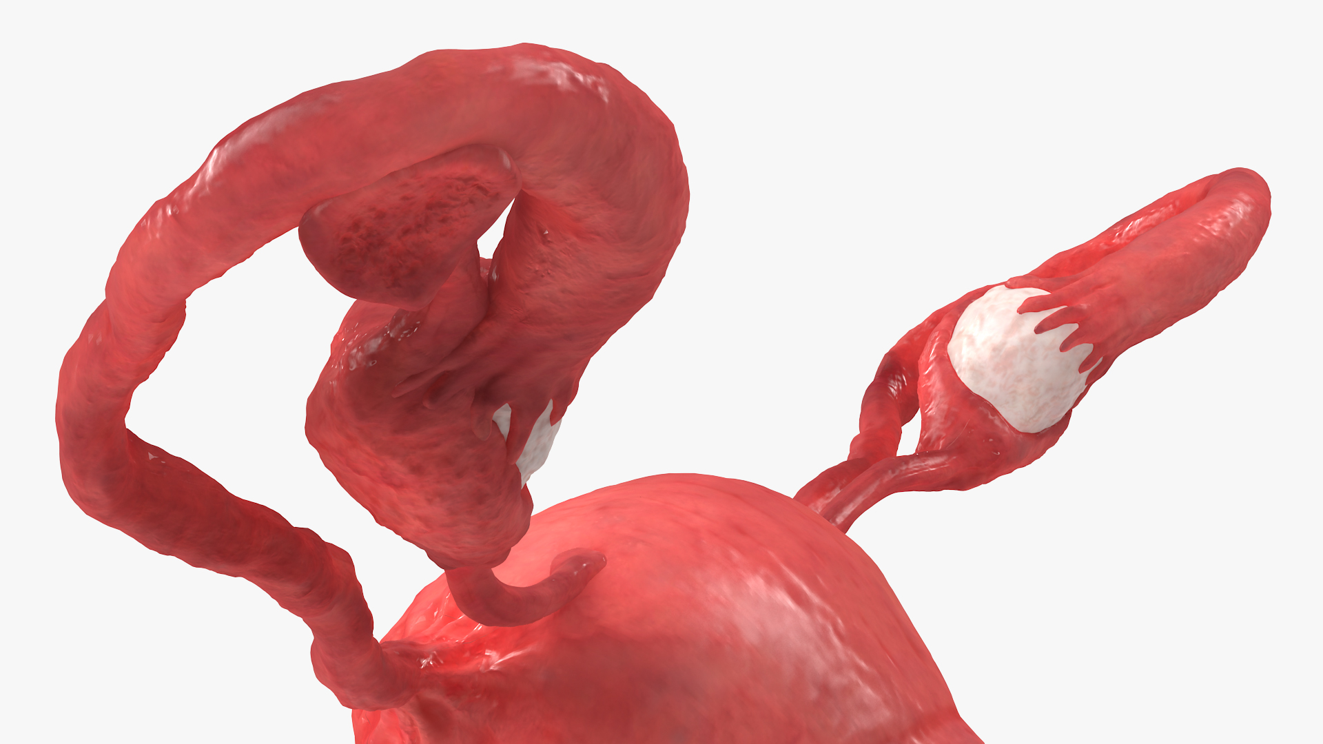 Uterus Anatomy 3D model