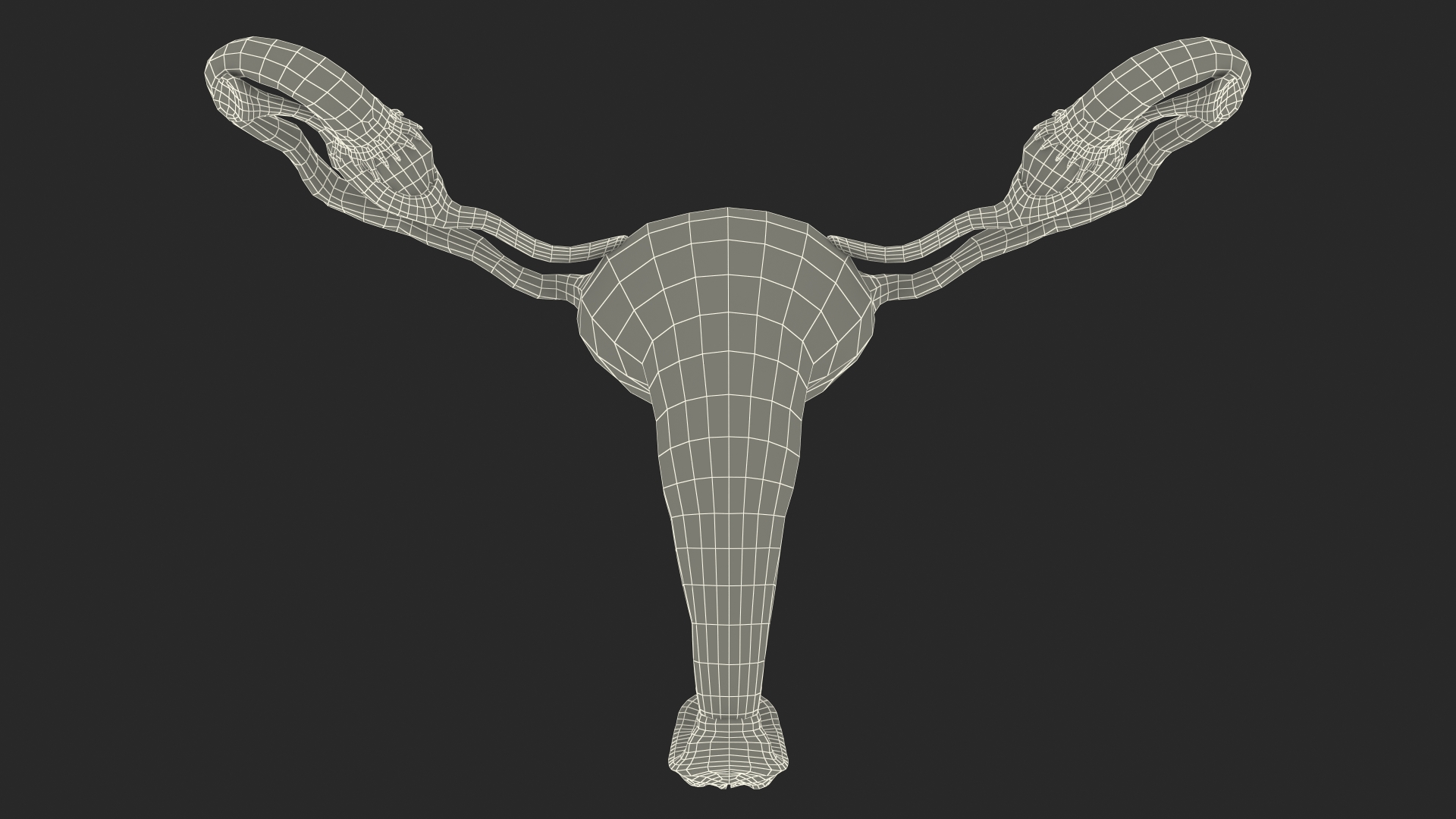 Uterus Anatomy 3D model