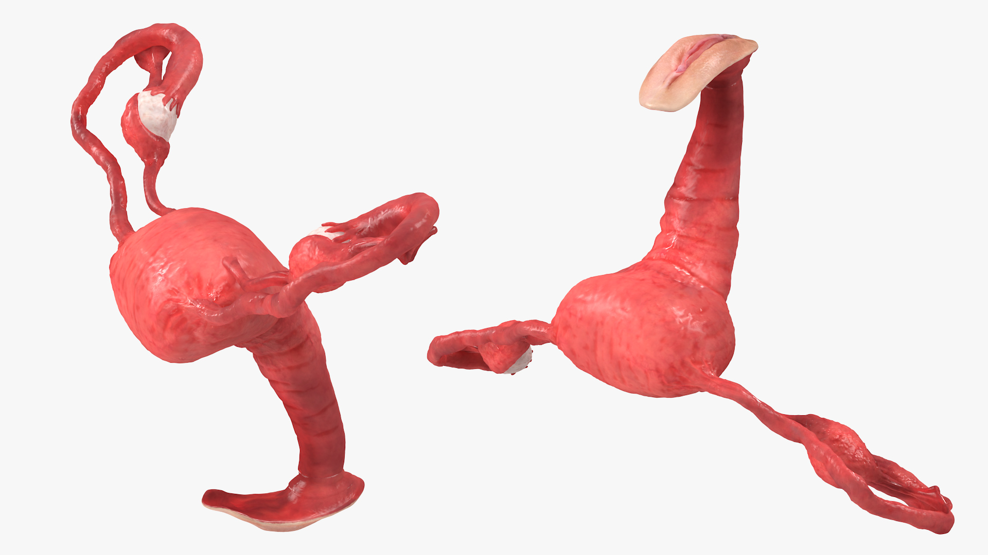 Uterus Anatomy 3D model