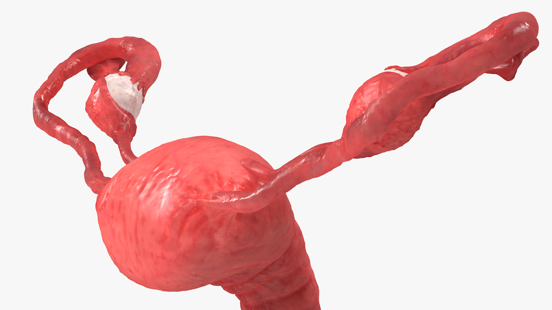 Uterus Anatomy 3D model