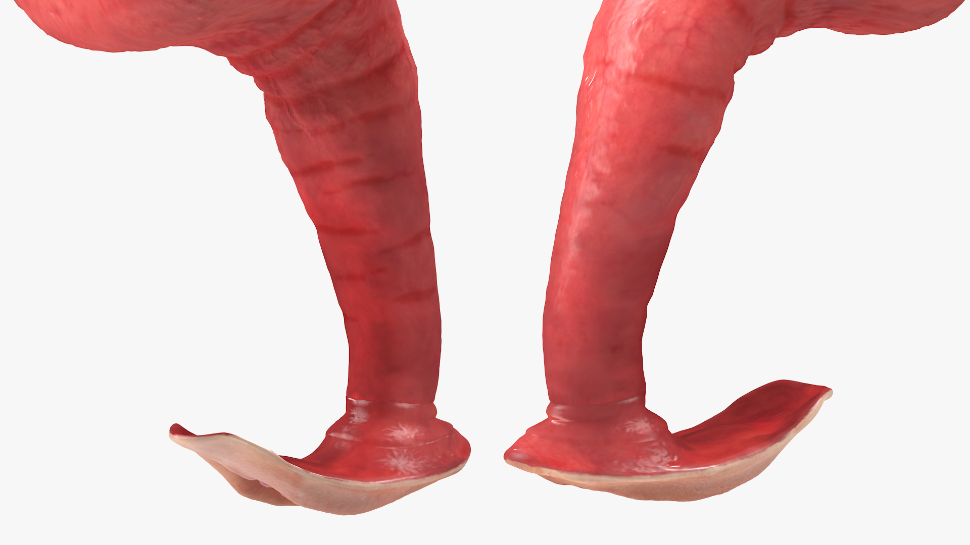 Uterus Anatomy 3D model