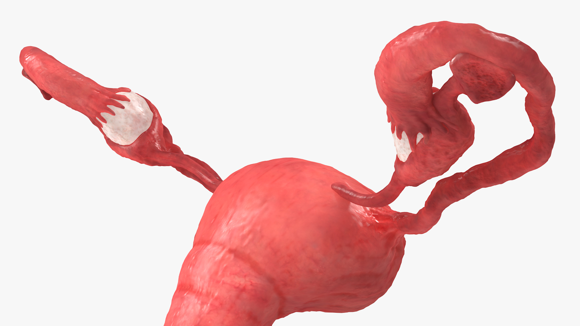 Uterus Anatomy 3D model