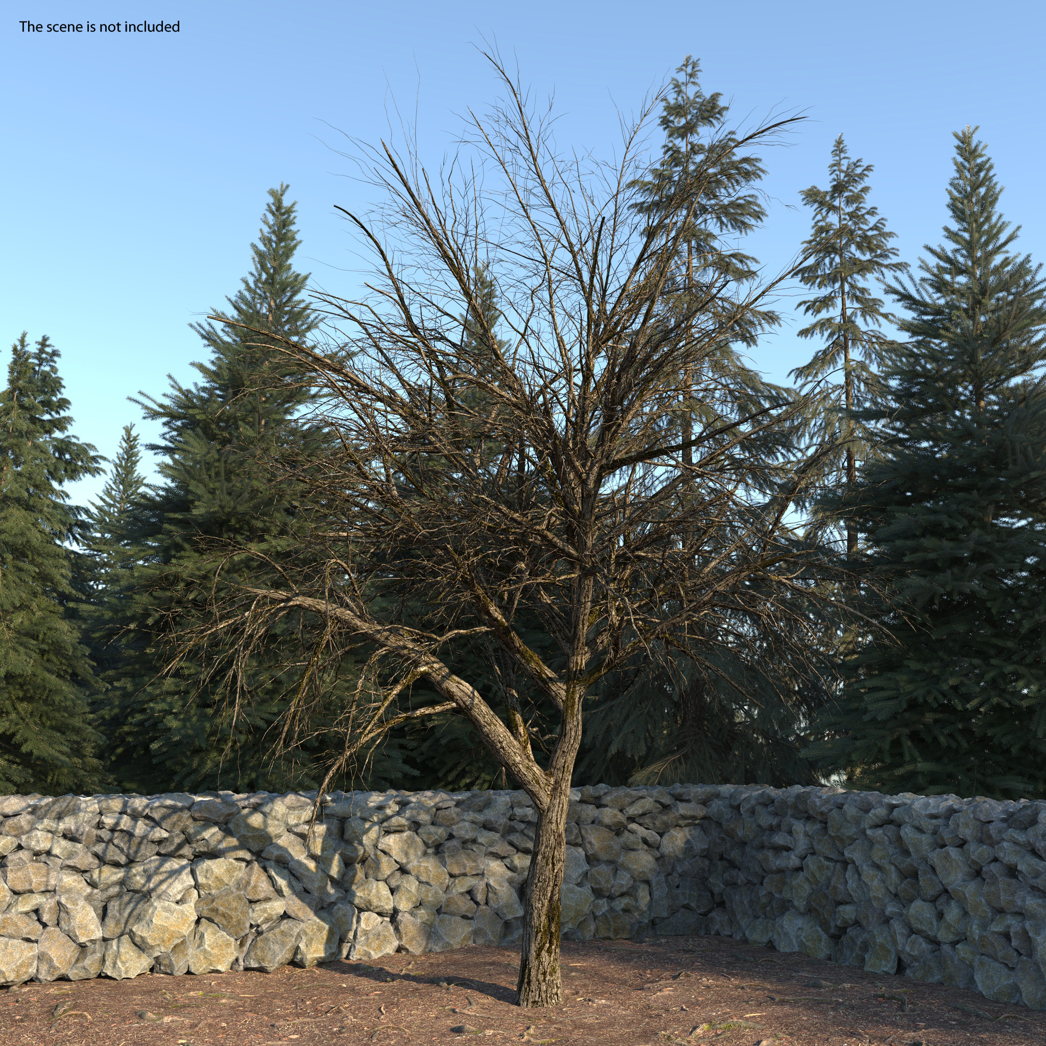 3D Winter Pear Tree