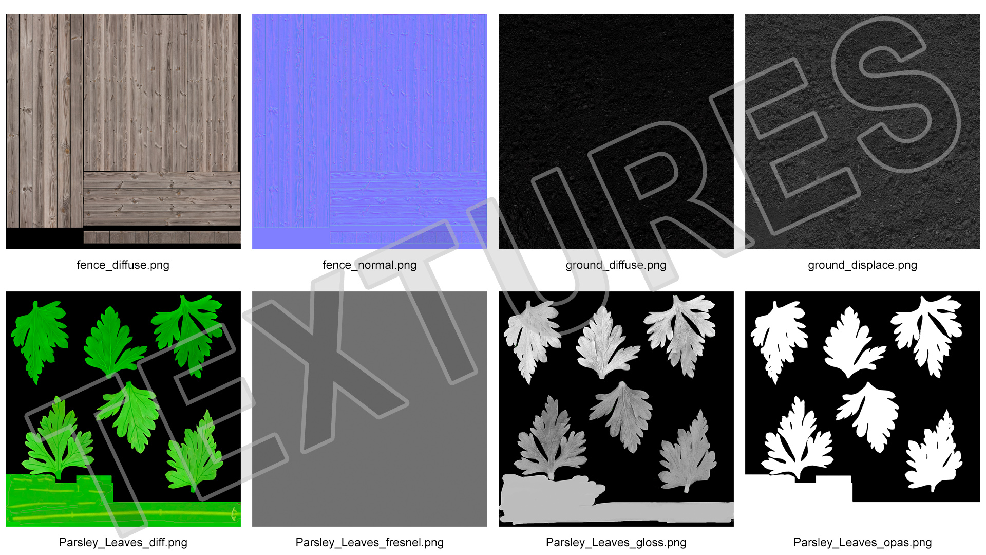 Young Parsley Grows in Rows 3D