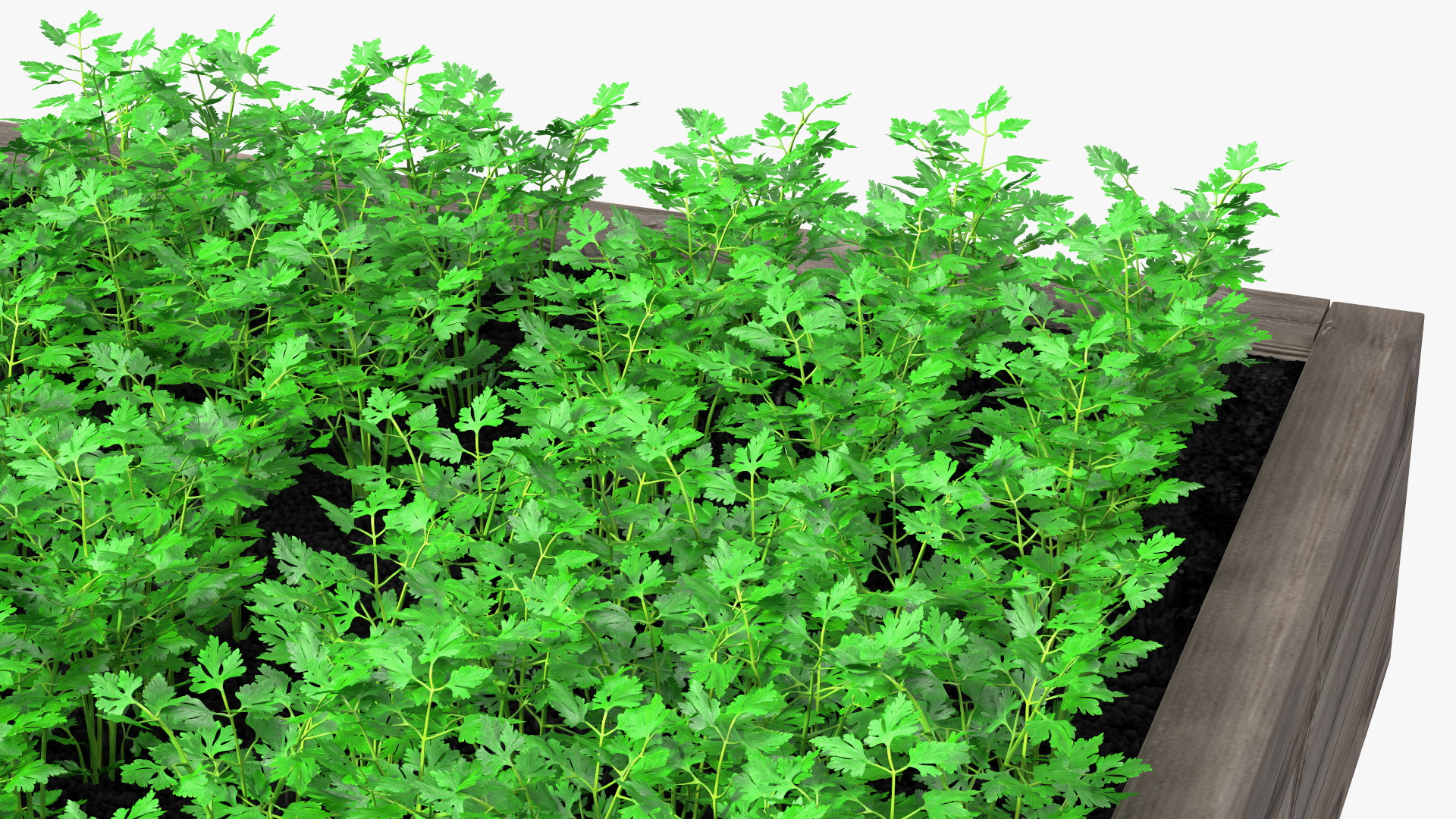 Young Parsley Grows in Rows 3D