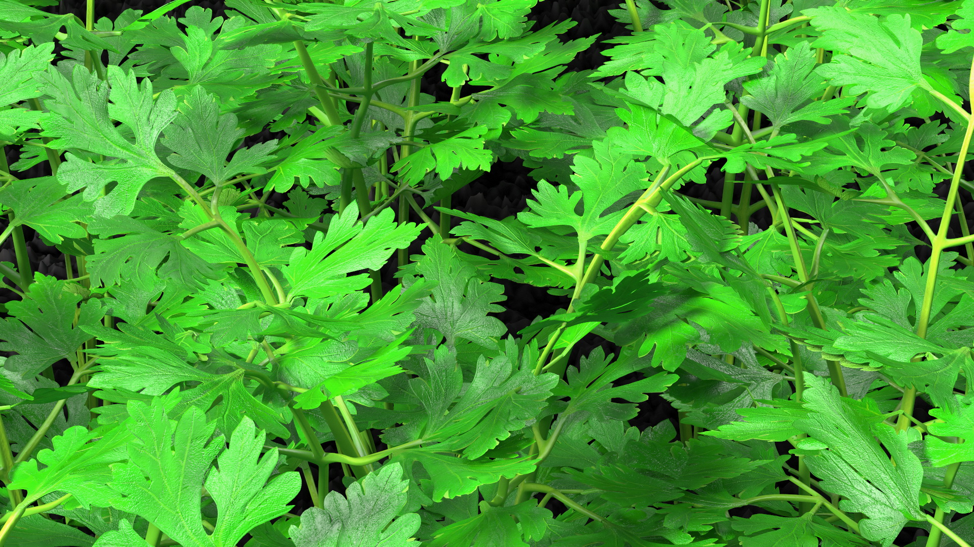 Young Parsley Grows in Rows 3D