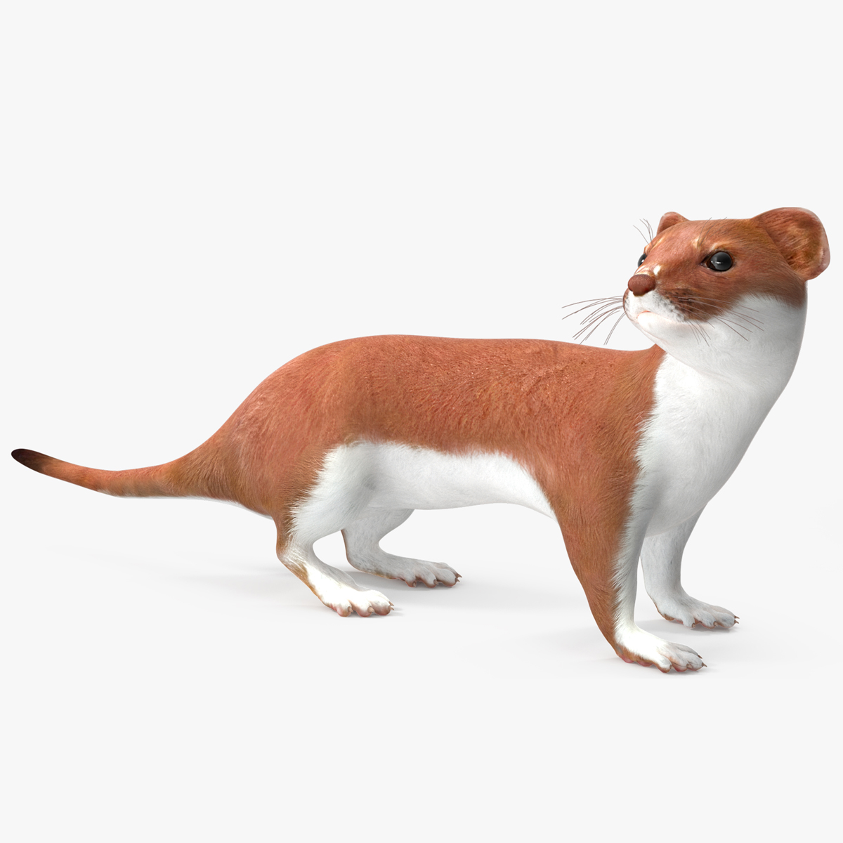 3D Eurasian Stoat Brown Rigged for Maya