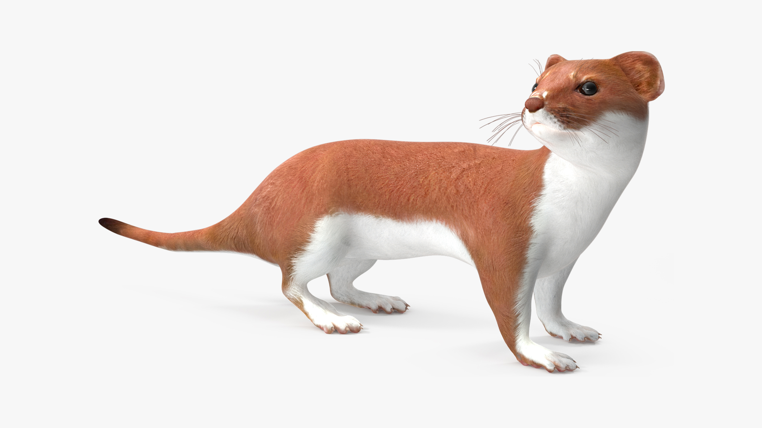 3D Eurasian Stoat Brown Rigged for Maya