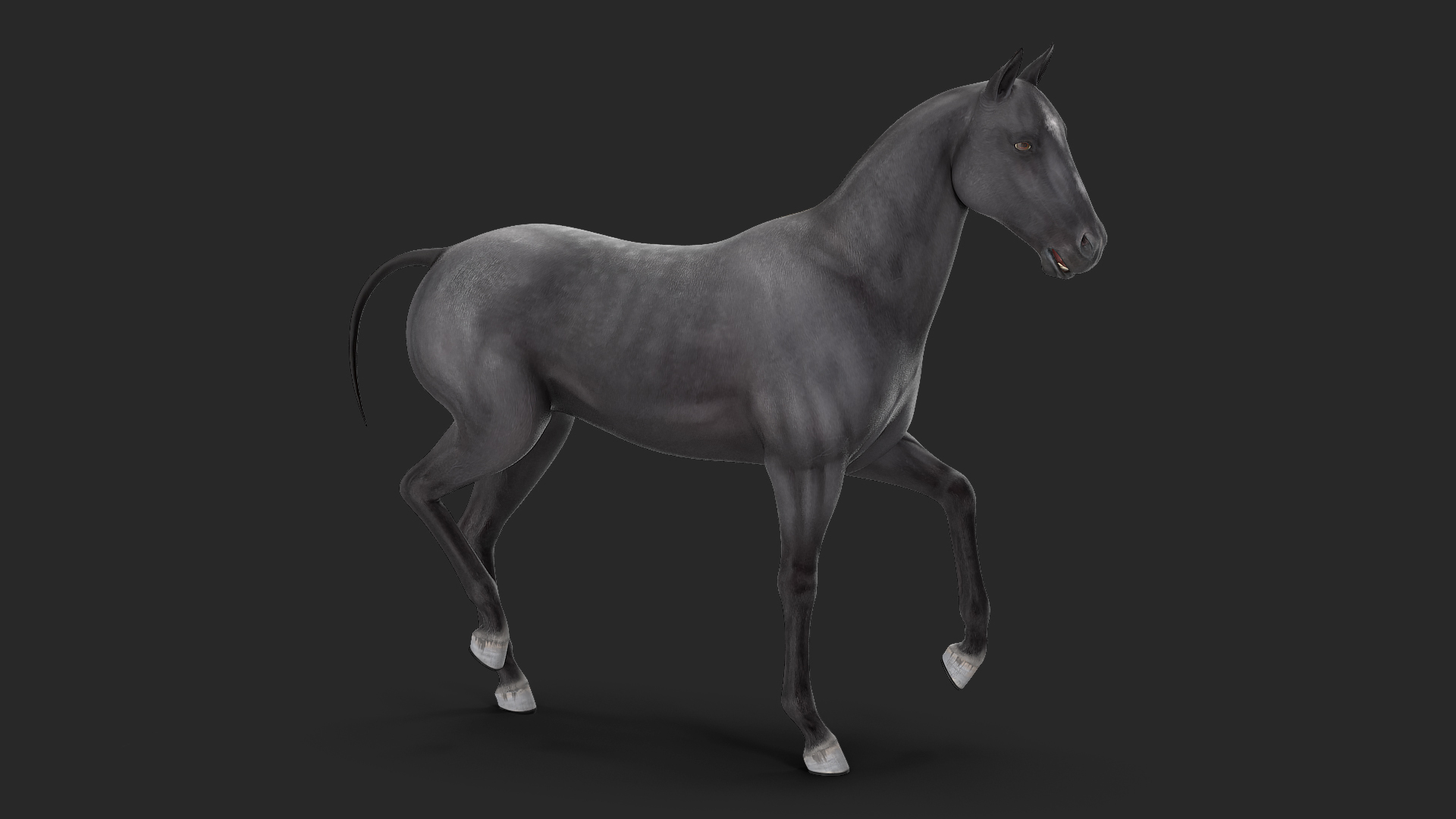 3D Horse Black Rigged model