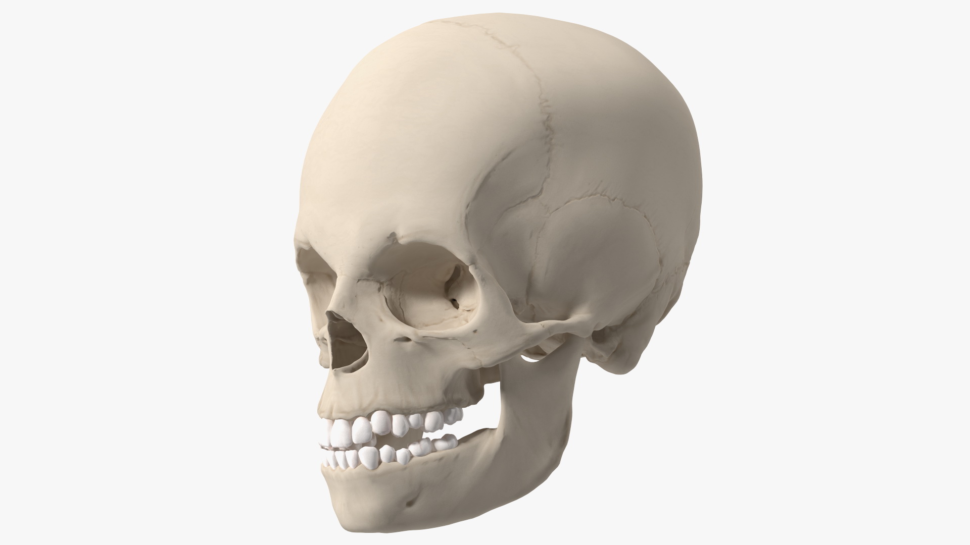 Boy Anatomy Skull 3D