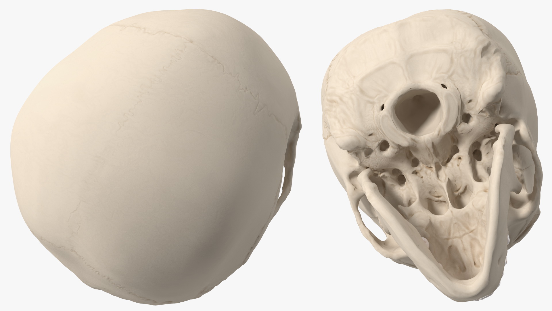 Boy Anatomy Skull 3D