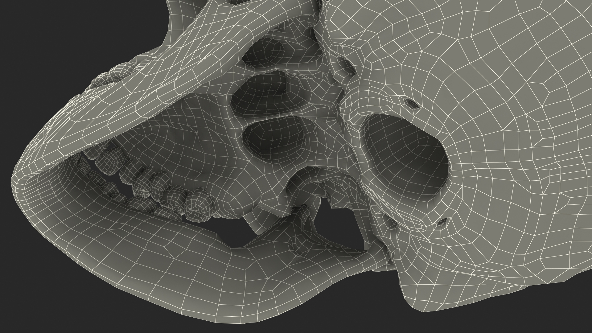 Boy Anatomy Skull 3D