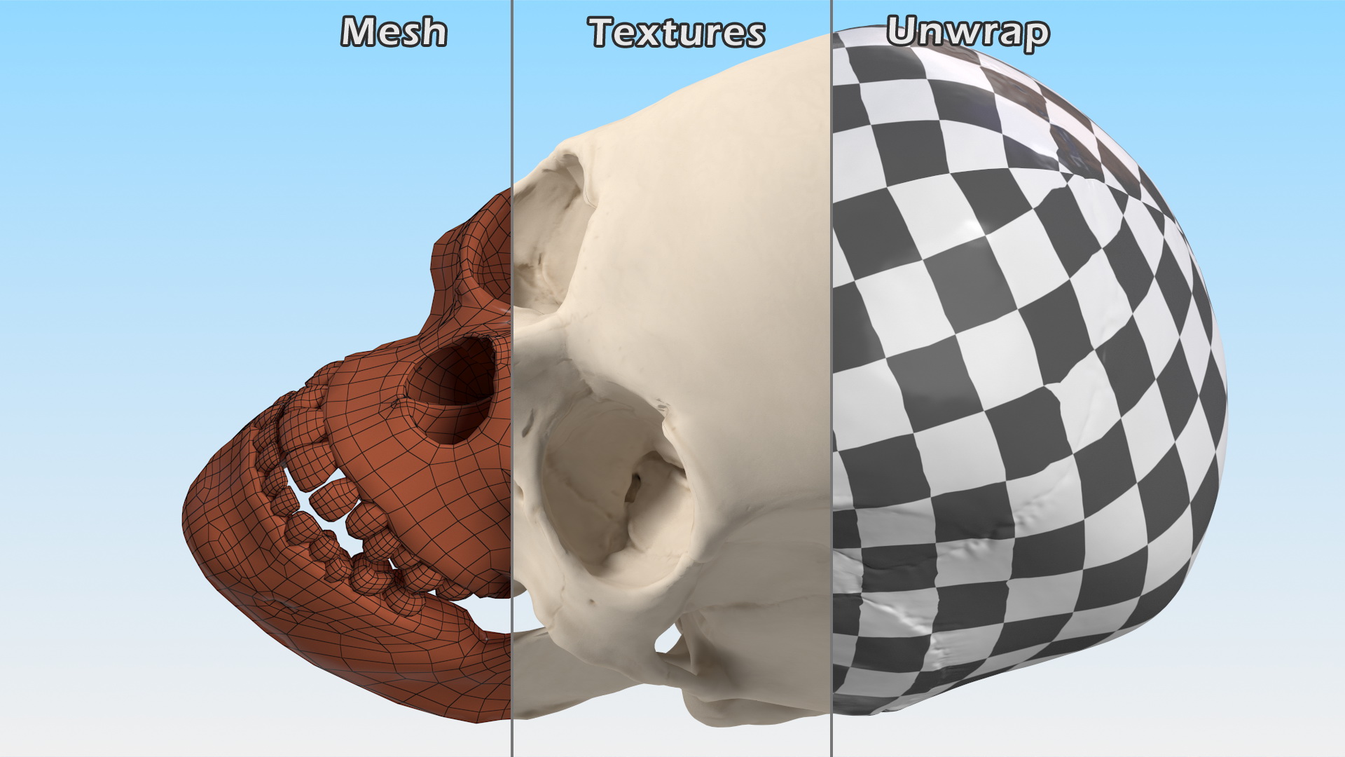 Boy Anatomy Skull 3D