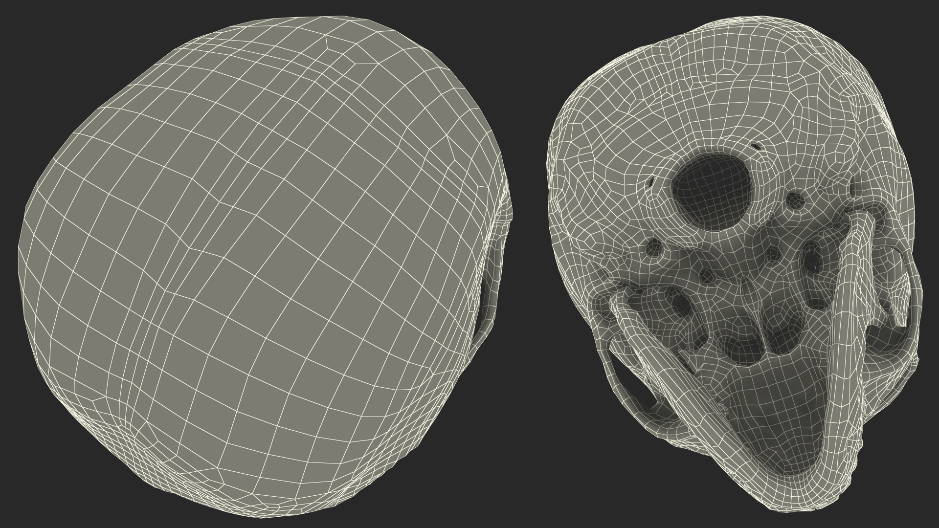 Boy Anatomy Skull 3D