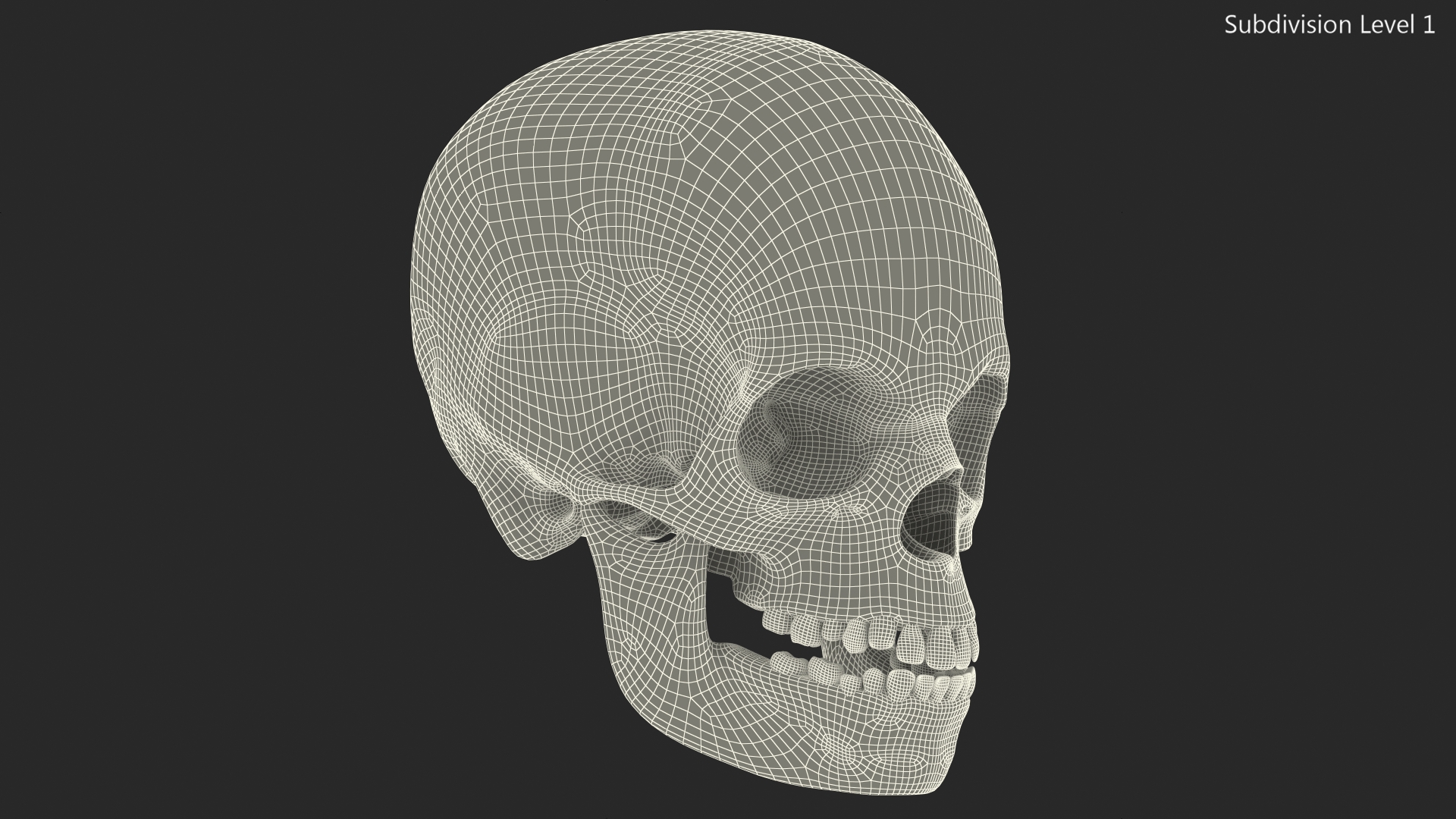 Boy Anatomy Skull 3D