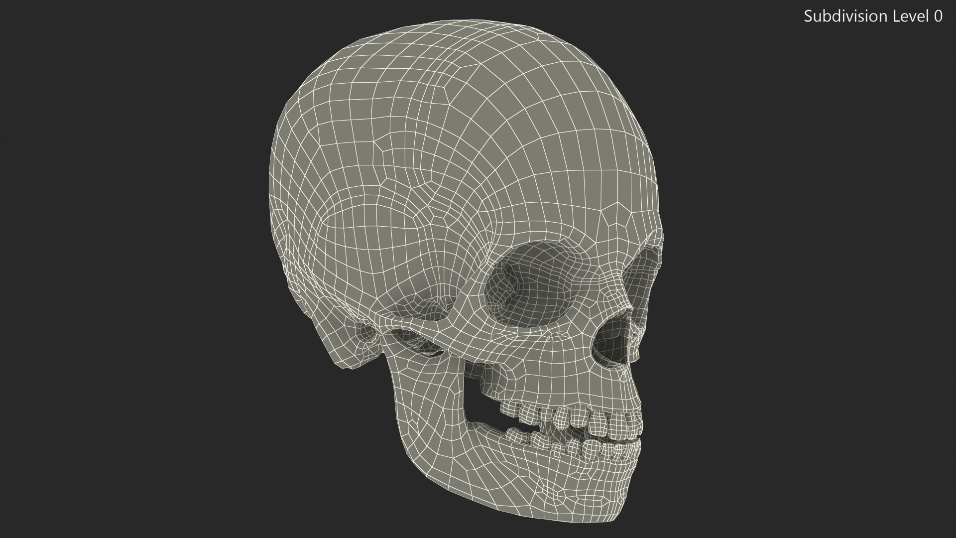 Boy Anatomy Skull 3D