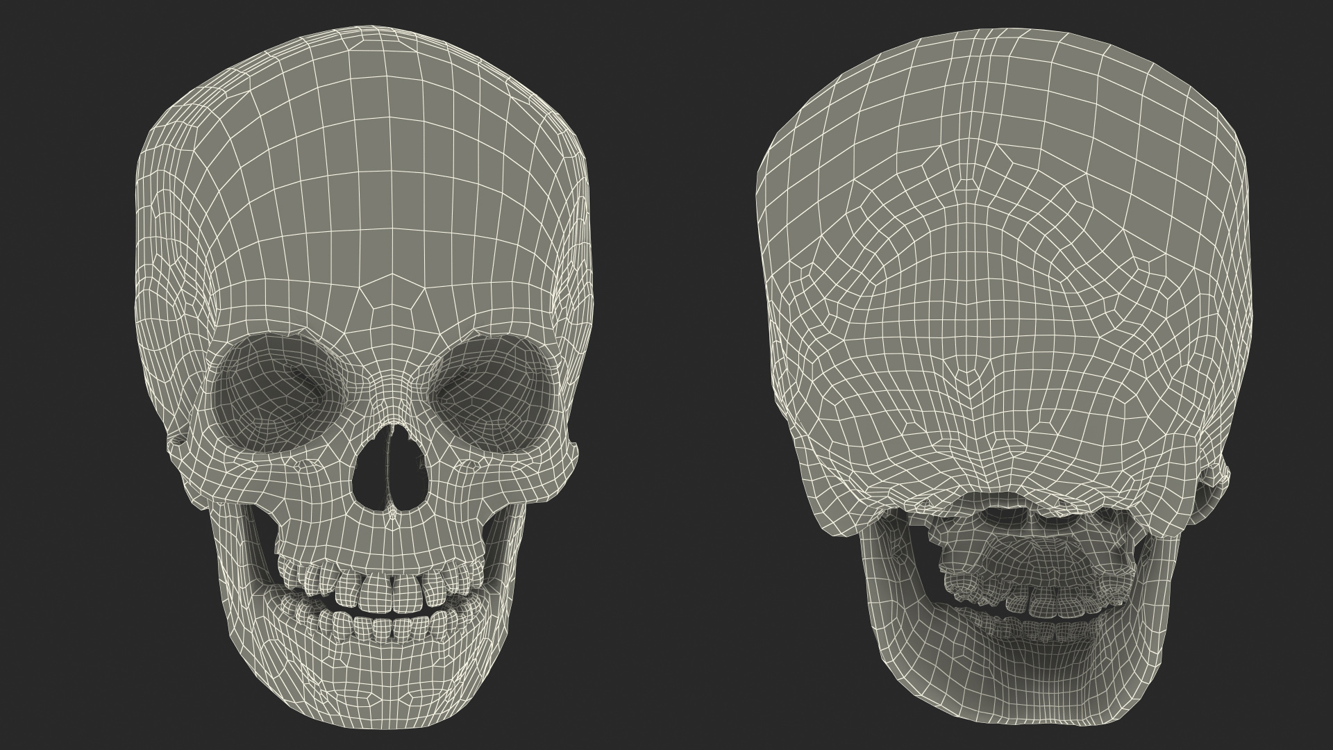 Boy Anatomy Skull 3D