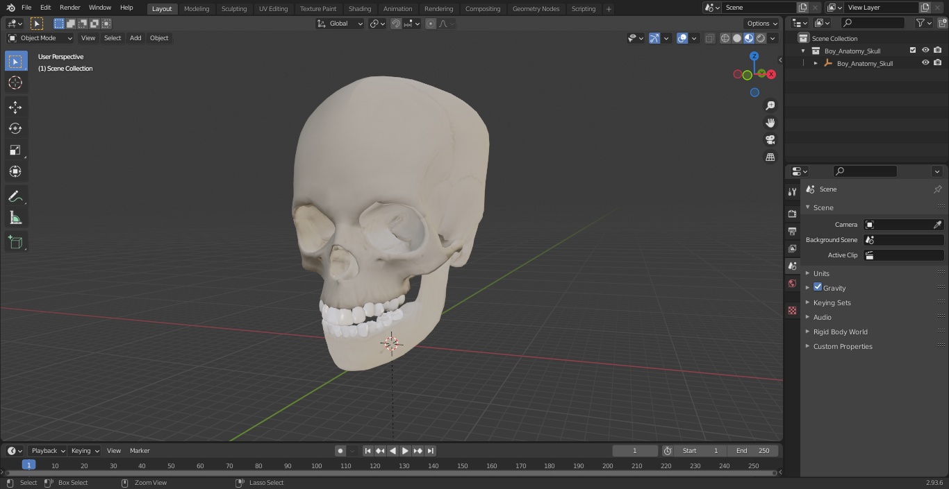 Boy Anatomy Skull 3D