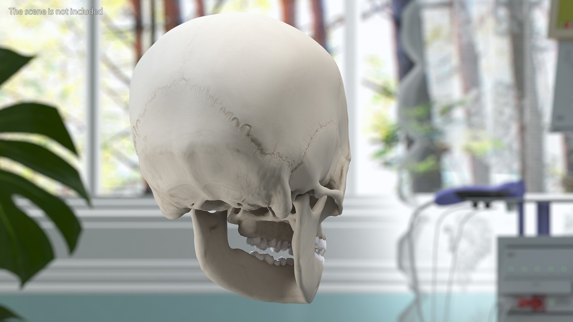 Boy Anatomy Skull 3D