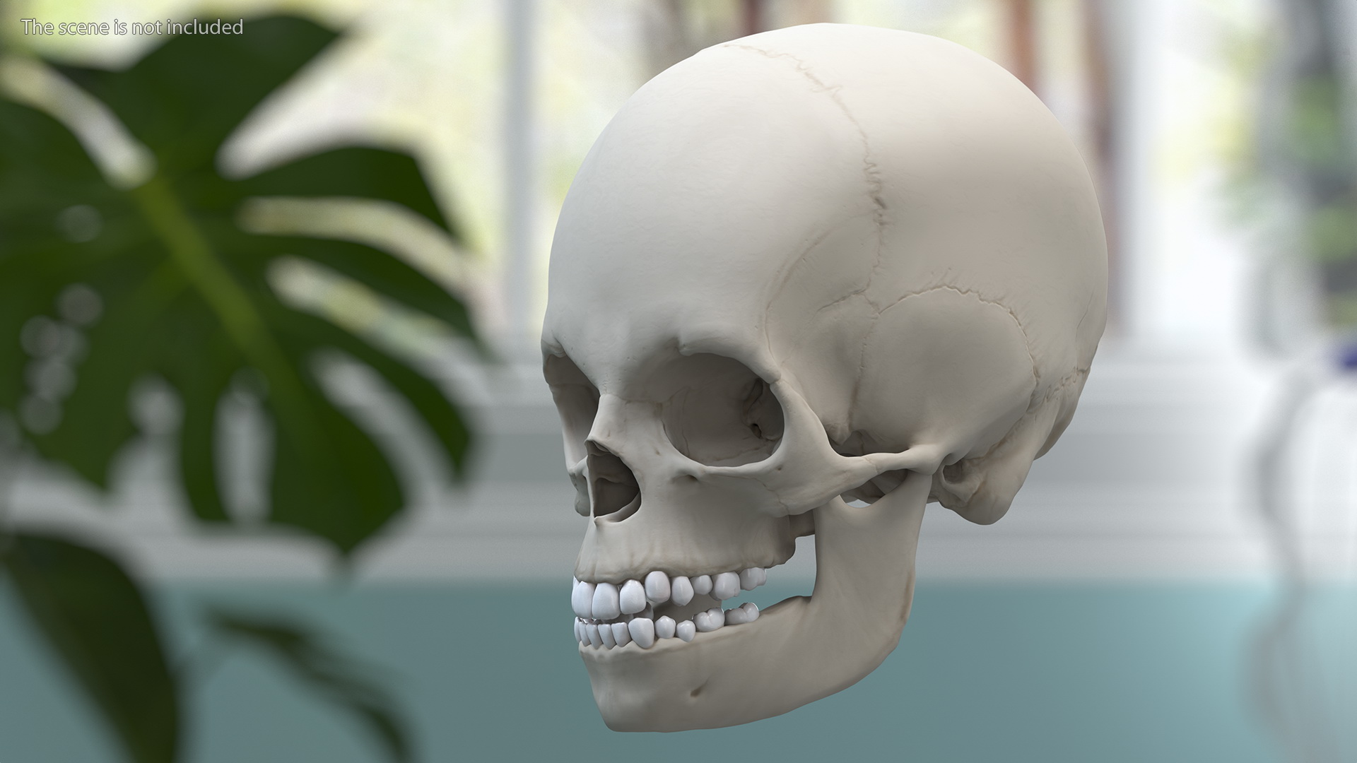 Boy Anatomy Skull 3D