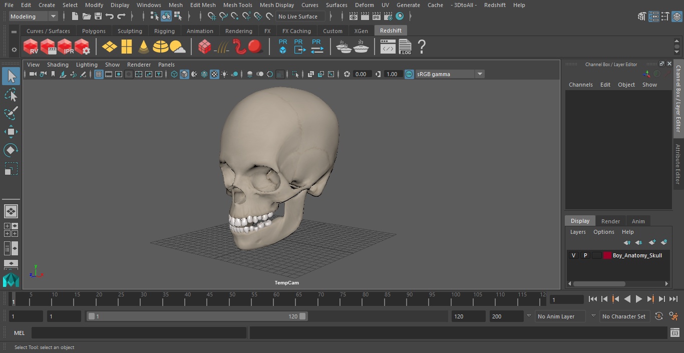 Boy Anatomy Skull 3D