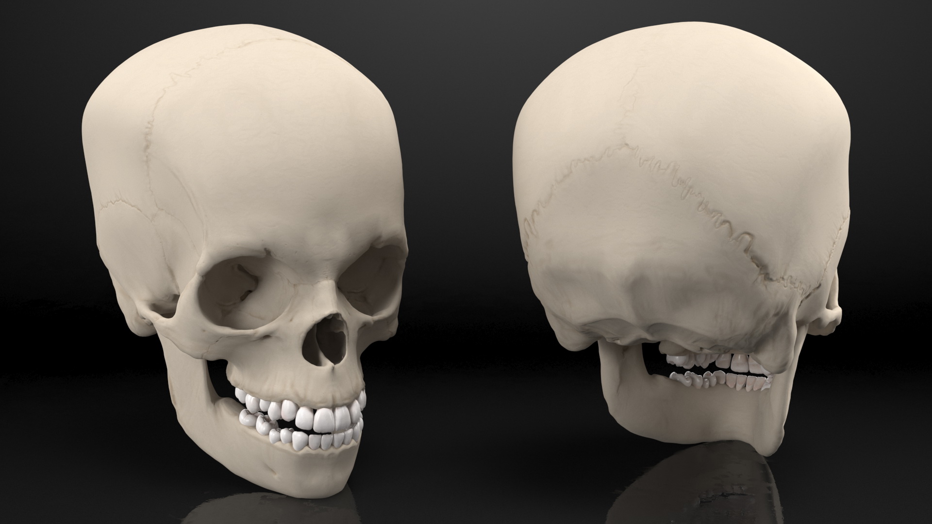 Boy Anatomy Skull 3D