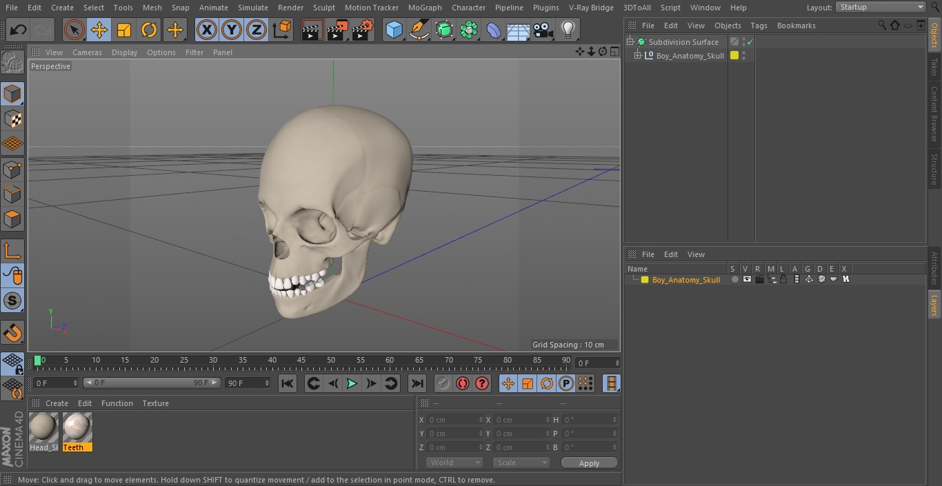 Boy Anatomy Skull 3D