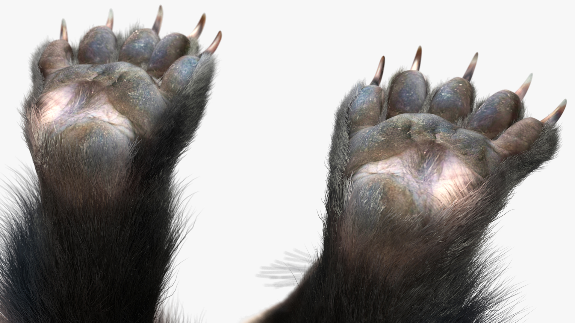 Wolverine Light Color Fur Rigged 3D