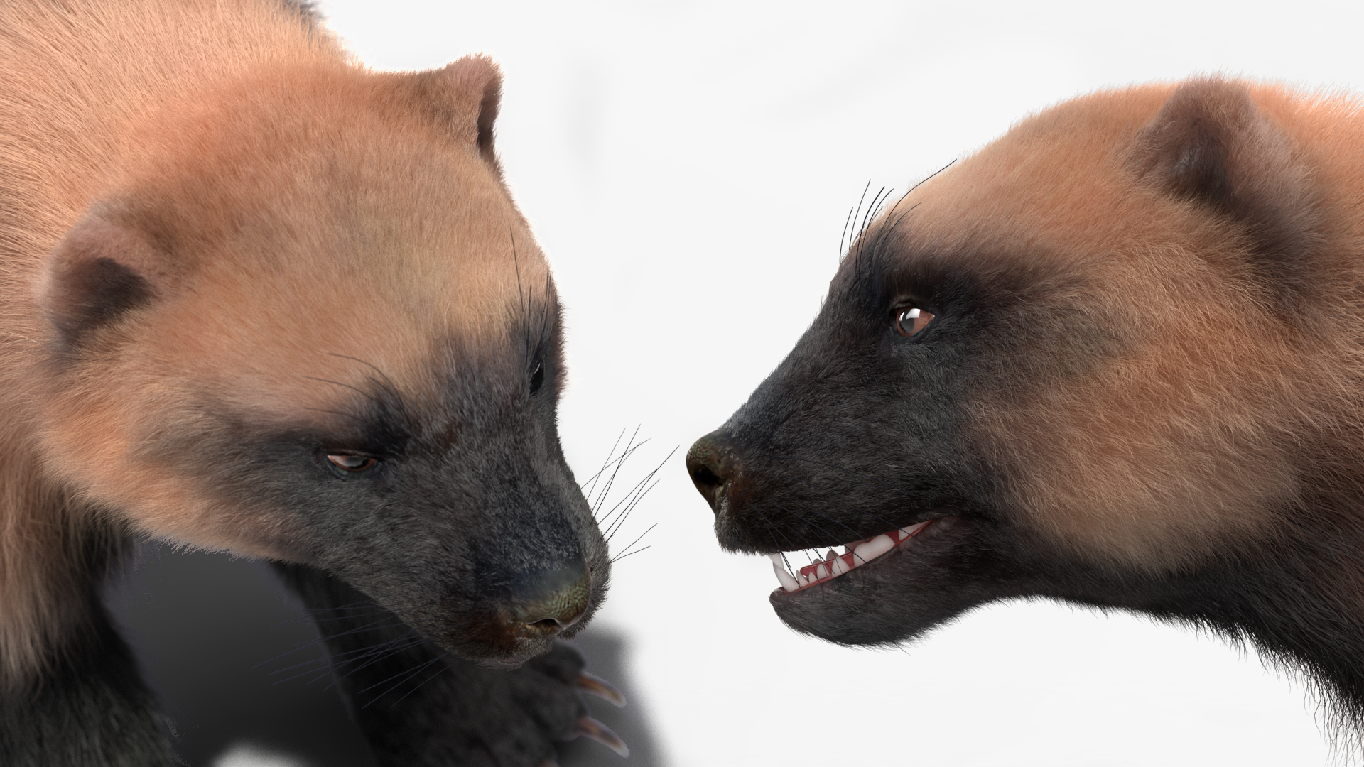 Wolverine Light Color Fur Rigged 3D