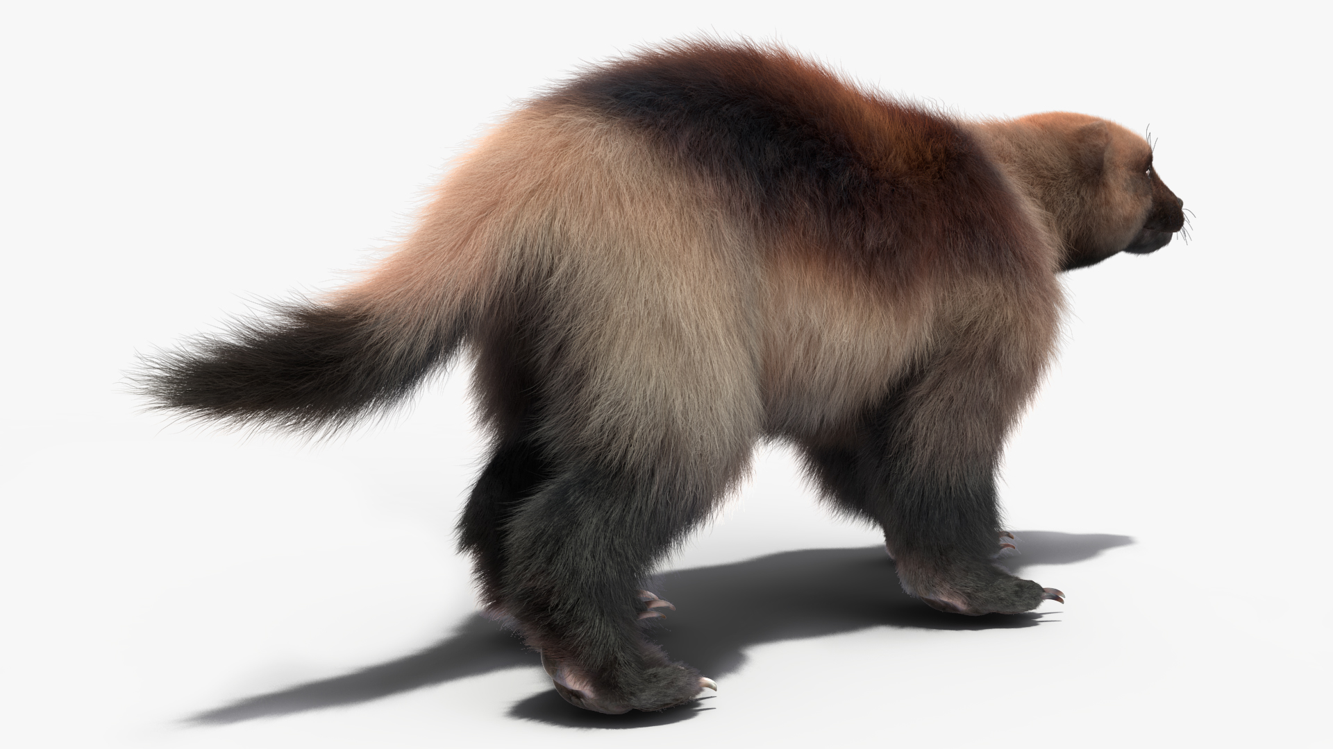 Wolverine Light Color Fur Rigged 3D