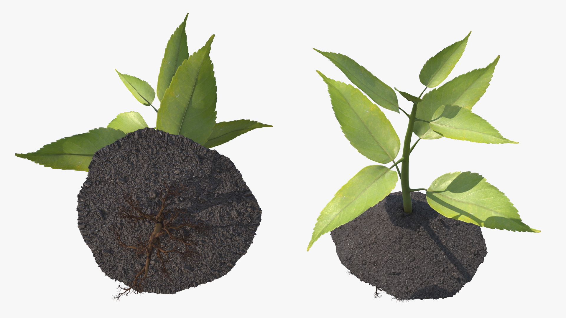 Young Plant with Roots 3D