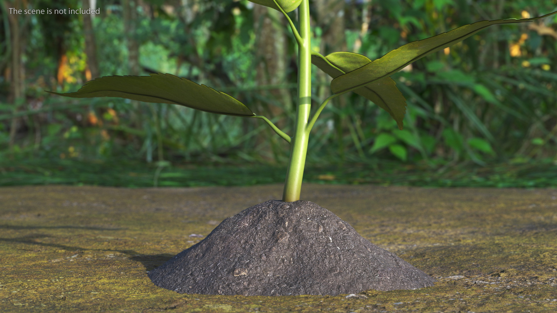 Young Plant with Roots 3D