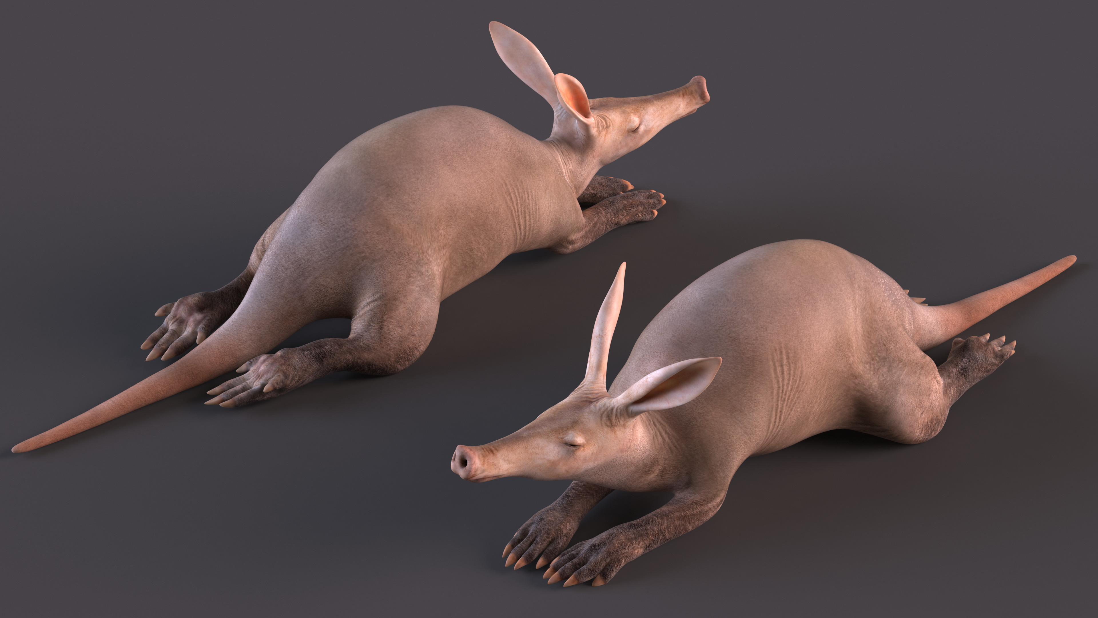 3D Orycteropus Afer Rigged model