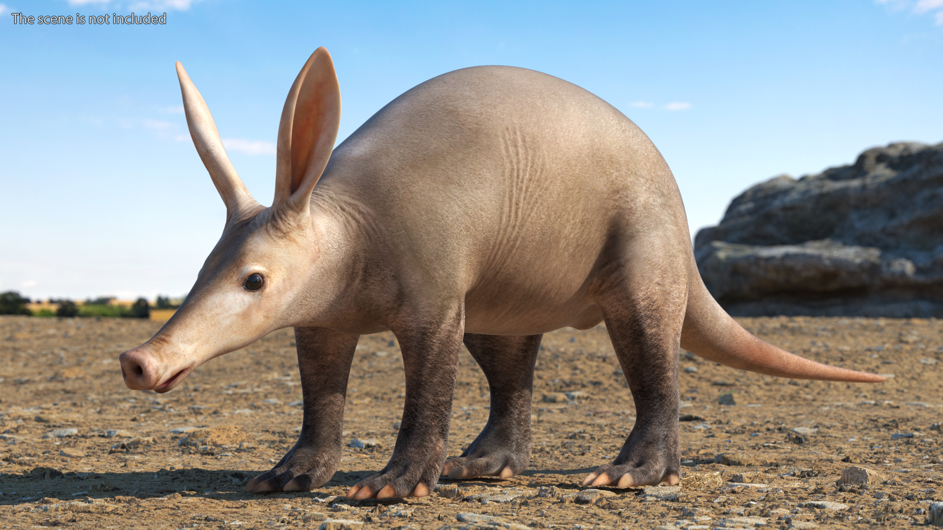 Orycteropus Afer Rigged for Maya 3D