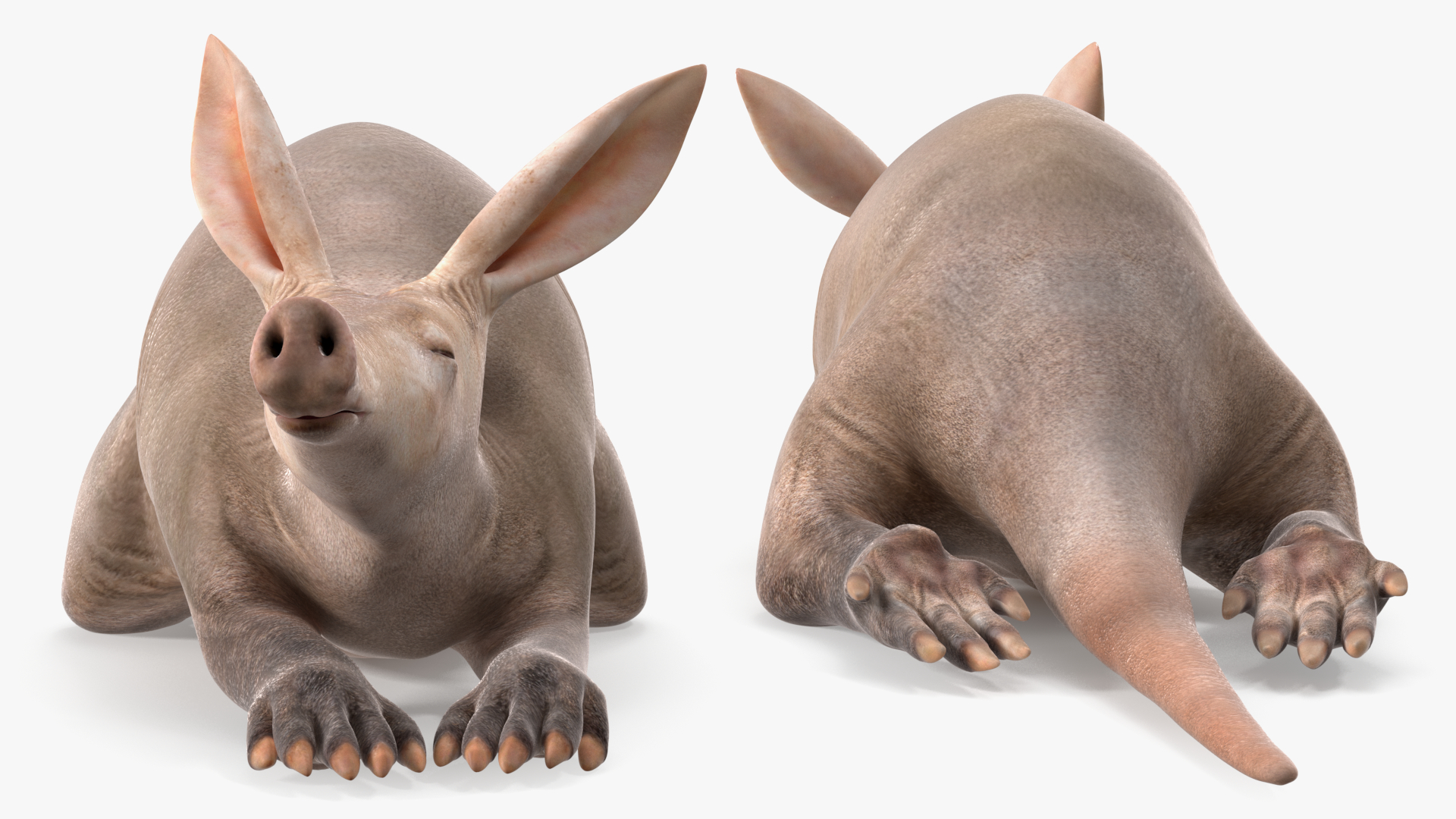 Orycteropus Afer Rigged for Maya 3D