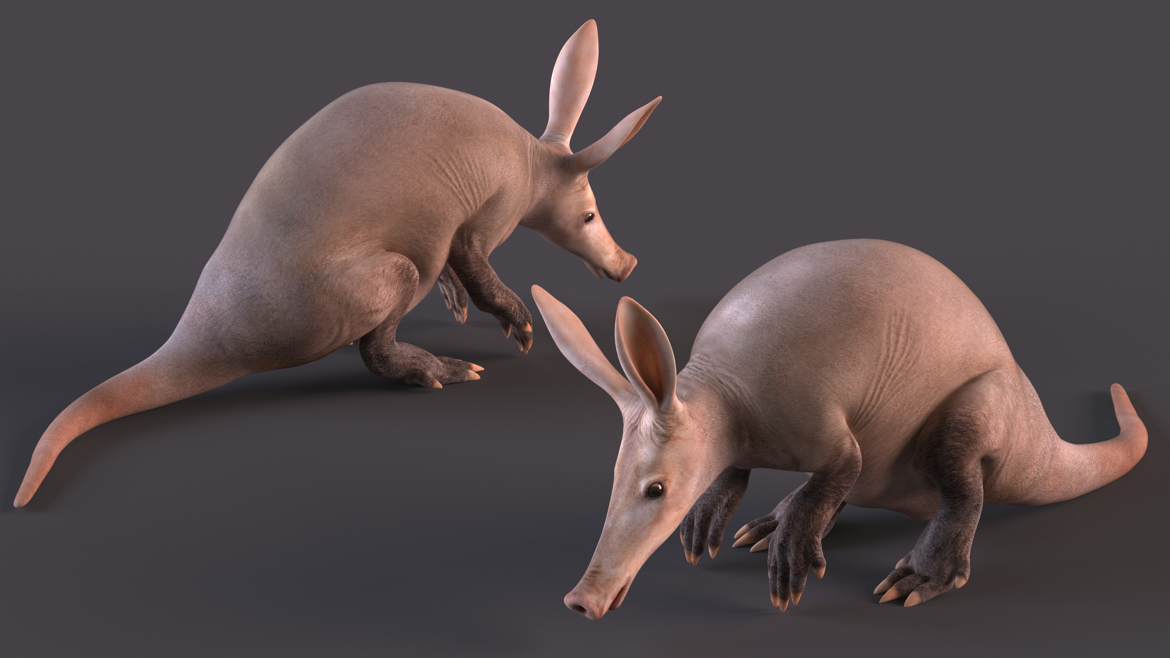 Orycteropus Afer Rigged for Cinema 4D 3D