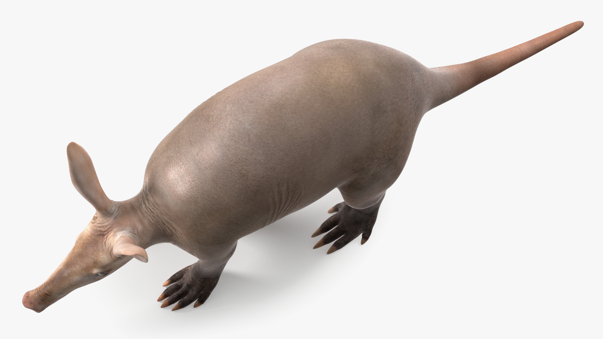 3D Orycteropus Afer Rigged model