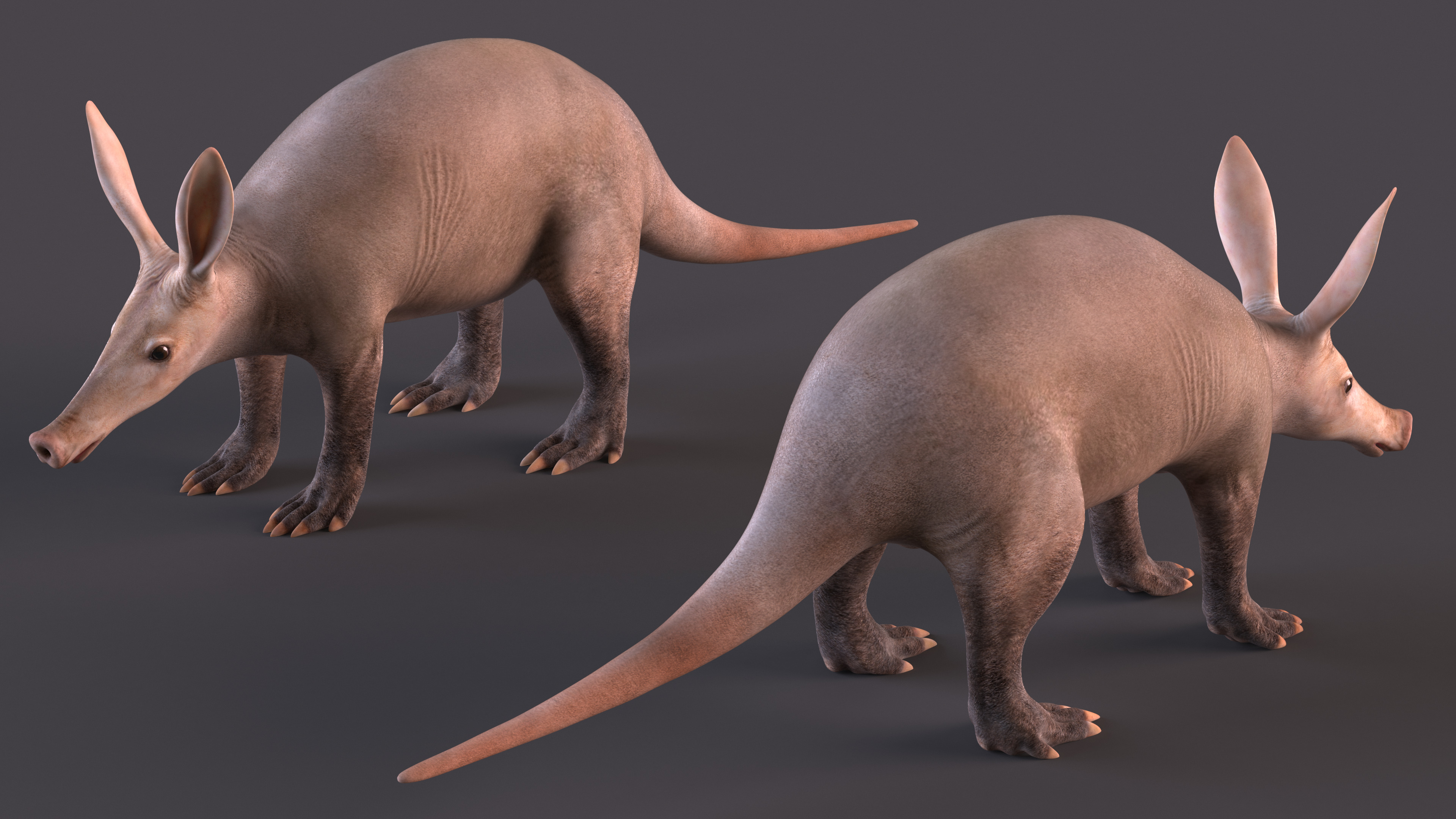 Orycteropus Afer Rigged for Cinema 4D 3D