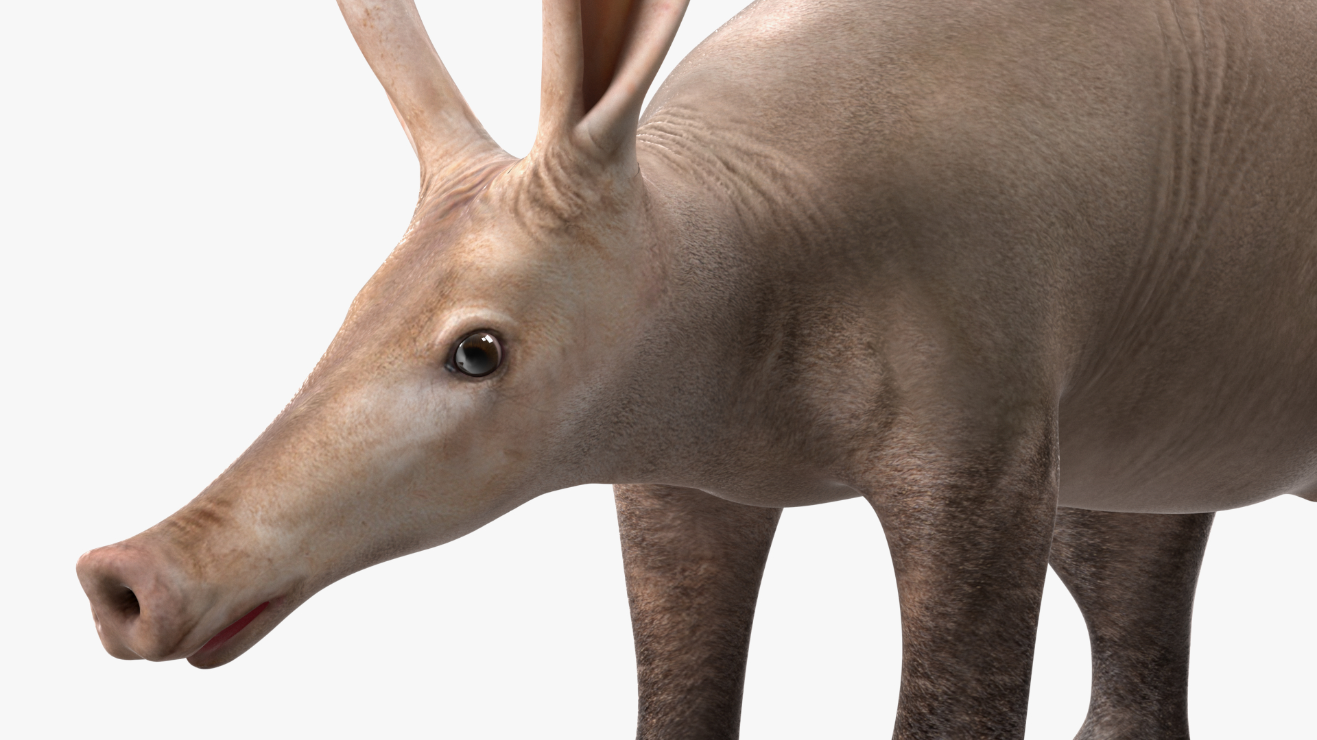 Orycteropus Afer Rigged for Maya 3D