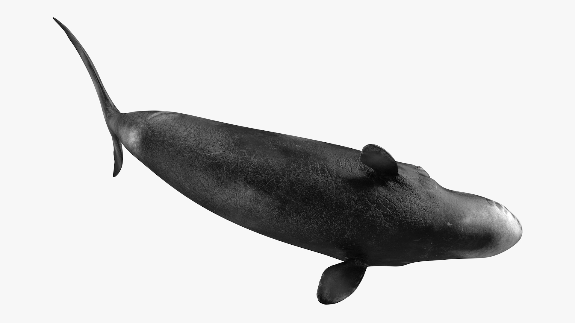 3D Bowhead Whale Swimming Pose Fur