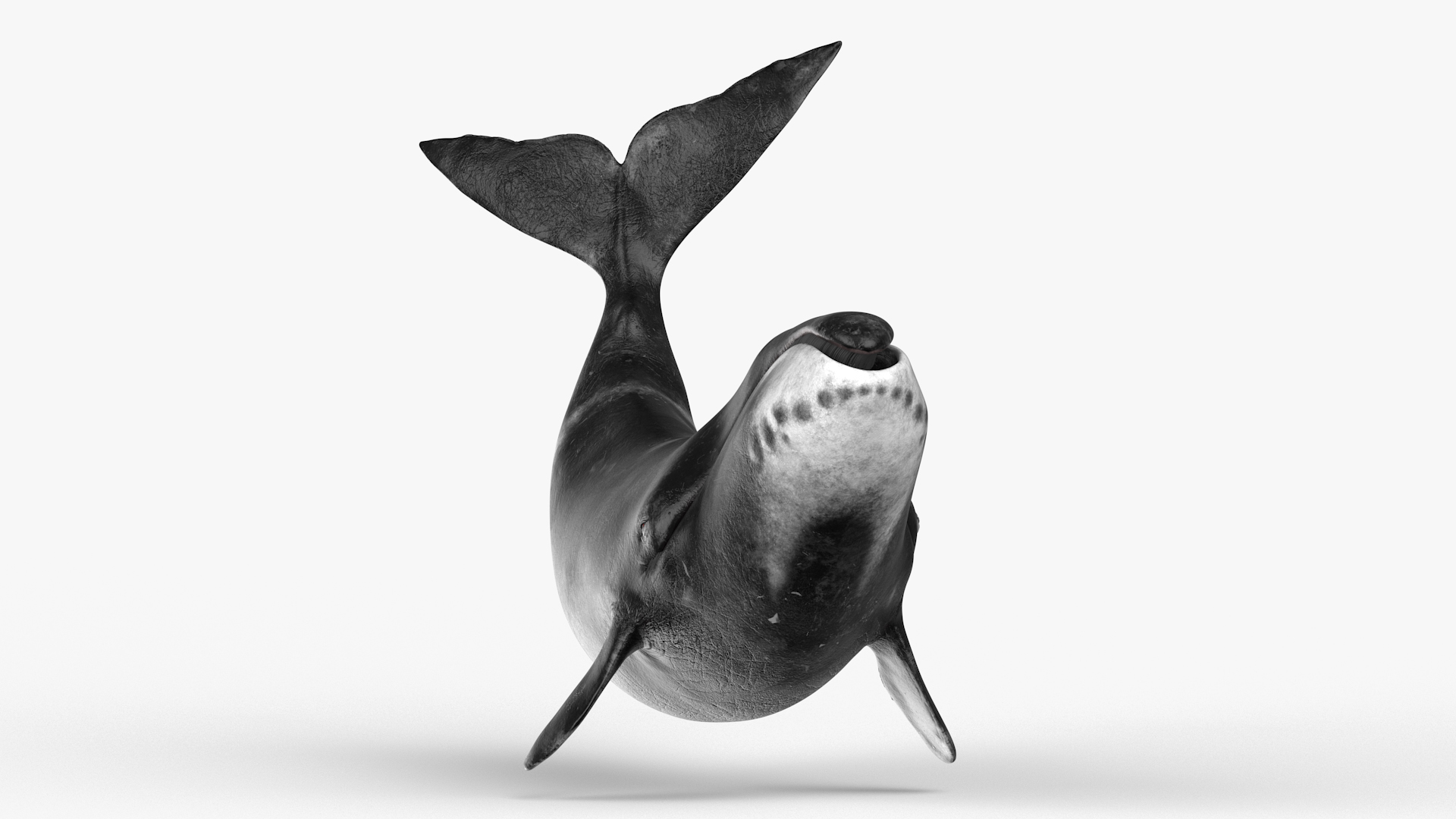 3D Bowhead Whale Swimming Pose Fur